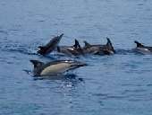 Die Ferienanlage Floramar befindet sich im Nordwesten der Insel Sao Miguel/Azoren. Davon ist Whalewatching ein Muss.