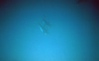 Beim Schwimmen mit Delfinen kann man diese unterwasser sehr gut sehen, Pico/Azoren