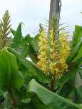 Die von Menschen eingeschleppte Girlandenblume ist zwar schön anzusehen, ist aber faktisch auf Grund Ihre dominanten Ausbreitung eine Gefahr für die einheimischen Pflanzenarten.