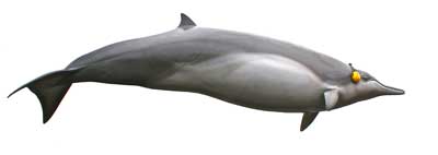 3.40 Meter langes Modell eines  Sowerby Schnabelwals (Mesoplodon bidens) mit Ohrenschützer